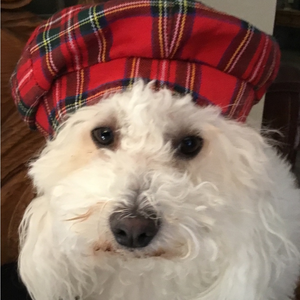 👜 Bijou’s Accessories! 🧳 - Picture 8 of 15